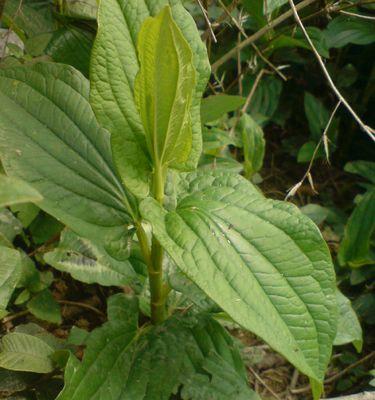 鱼香是什么植物（历史悠久、用途广泛的鱼香）