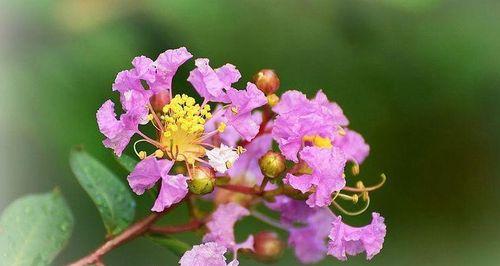 保定市的市花及其象征意义（探索保定市花的美丽与内涵）