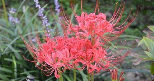 彼岸花盛开，花语多姿（用彼岸花的颜色解读花语之美）