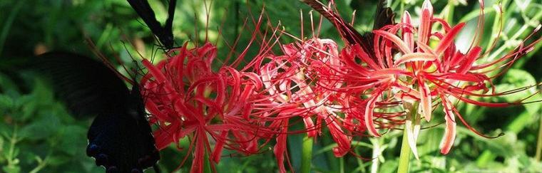 彼岸花的丰富花色与花语（探寻彼岸花不同颜色背后的含义）