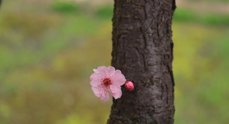 花语寓意与内心情感共鸣——以表示惆怅的花为主题（探寻花海中的忧伤与痛楚）