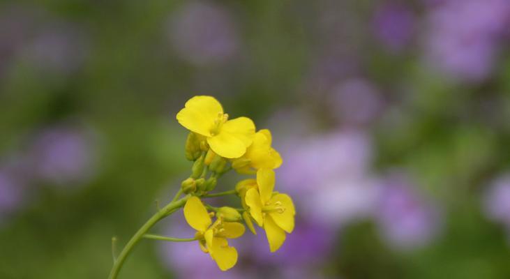 孤独的花（独自开放）