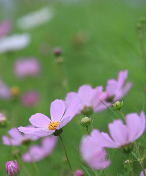 坚韧不拔的花（探索花朵中的坚韧与韧性）