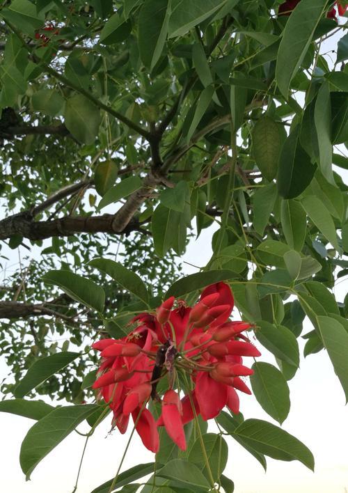 庆祝祝贺的花语——传递美好祝福（以花朵为媒介）