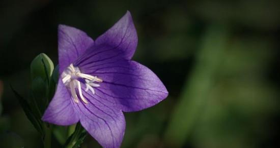 伤心的花花语（深入探索伤心的花语）