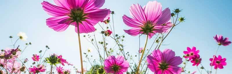 生命的花——花语传递生命的力量（用花语传递生命的美好与坚韧）