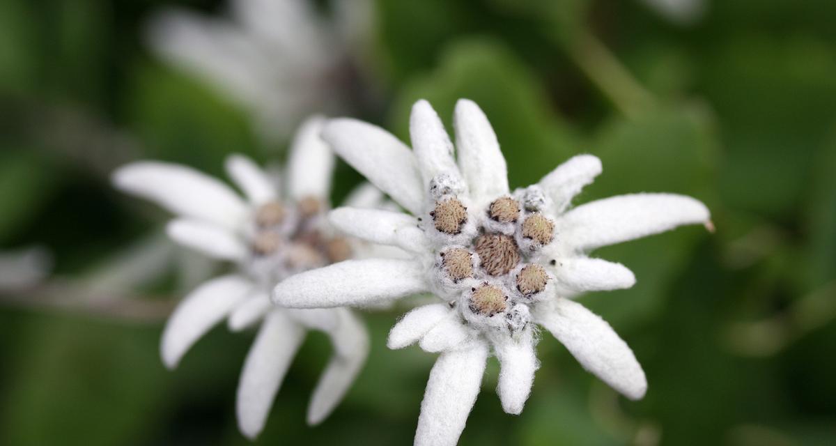 生命的花——花语传递生命的力量（用花语传递生命的美好与坚韧）