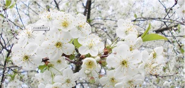 思乡之情如花开（怀乡之情鲜花盛开）