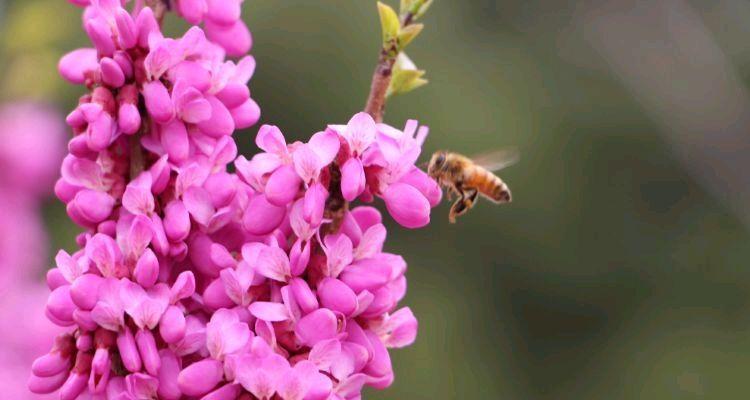 相思花语（相思花语）