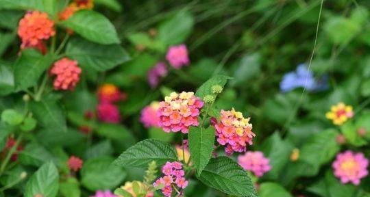 花语中的慵懒（探索花朵中的慵懒心态）