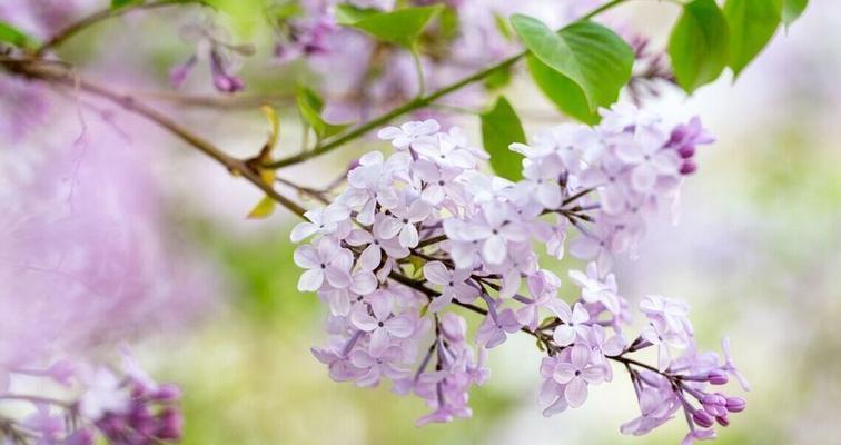 忧愁的花——盛放忧伤的花朵（以表示忧愁的花有哪些）