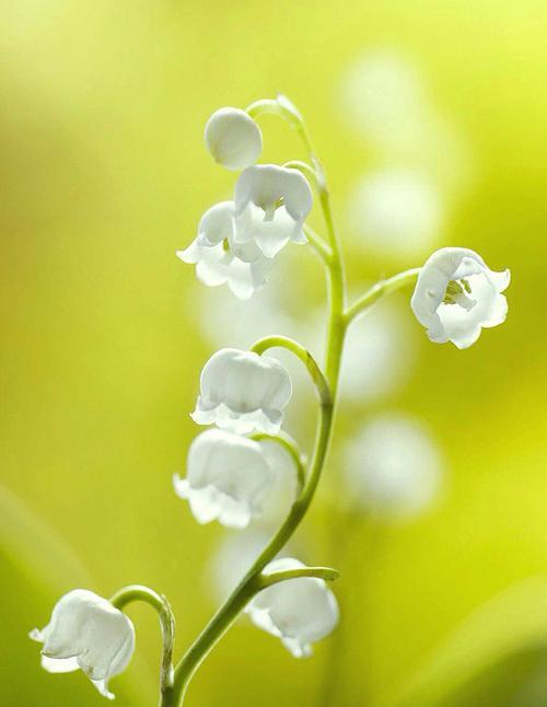 忧伤的花（诠释忧伤与希望的花语世界）