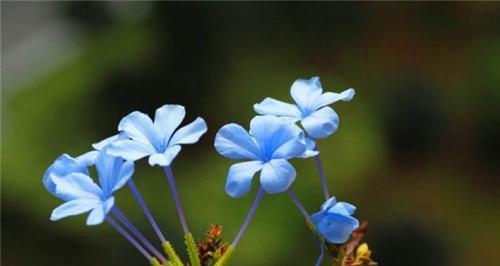 忧郁的花（以表示忧郁的花花语为线索）