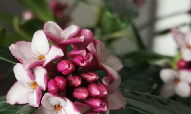 瑞香花的七种颜色与花语（不同色彩中瑞香花所传递的含义）