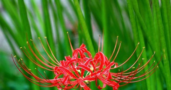 缤纷彼岸花花语——揭开不同颜色花朵的心灵密码（从色彩中探寻彼岸花的意义与寓意）