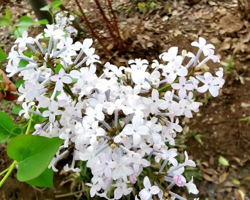 冬天来了，丁香花会冻死吗（探究丁香花的耐寒能力及养护方法）