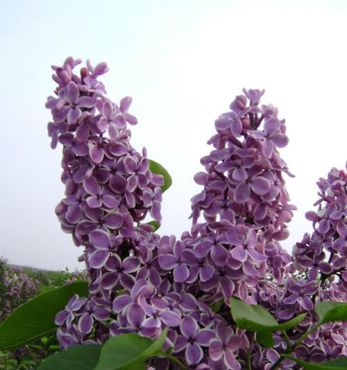 冬天来了，丁香花会冻死吗（探究丁香花的耐寒能力及养护方法）