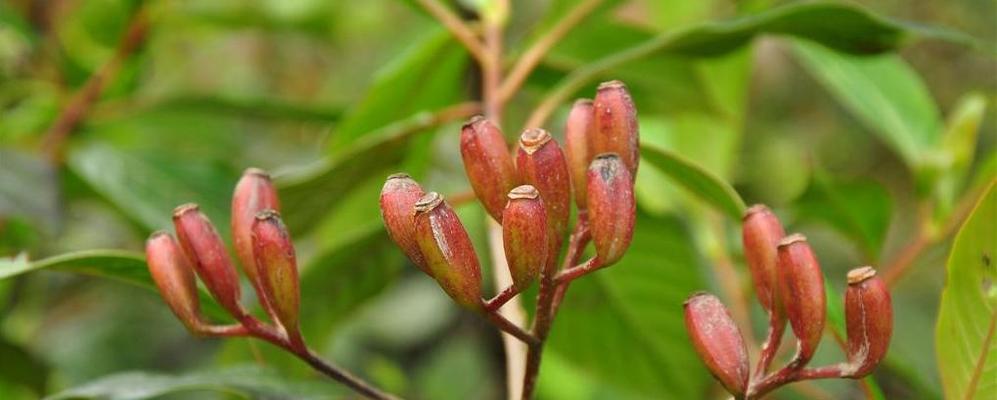 丁香花果实的药用价值（发现丁香花果实的新视野）