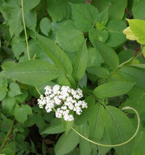 丁香花果实的药用价值（发现丁香花果实的新视野）