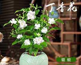 养护丁香花的技巧（如何轻松成为丁香花种植专家）