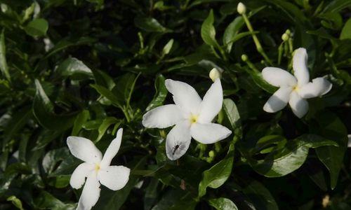 丁香花和狗牙花，一种花吗（探寻丁香花和狗牙花的区别与联系）