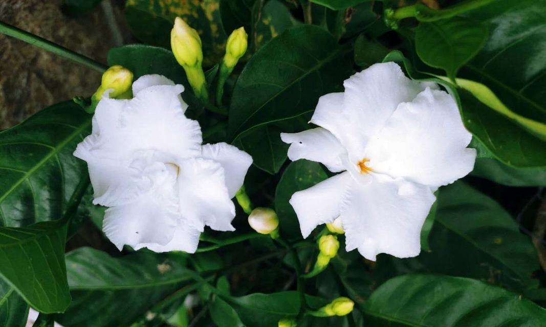 丁香花和狗牙花，一种花吗（探寻丁香花和狗牙花的区别与联系）