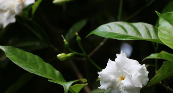 丁香花和狗牙花，一种花吗（探寻丁香花和狗牙花的区别与联系）