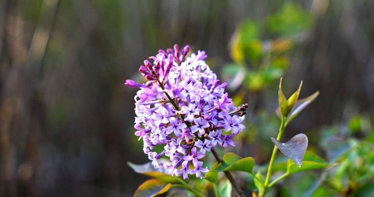 丁香花的花语与代表意义（传递爱与纪念的丁香花）