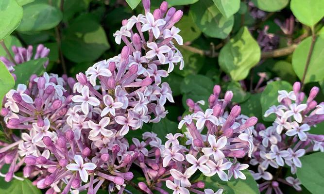 丁香花扦插时间详解（如何选择最佳扦插时间让丁香花活得更久）