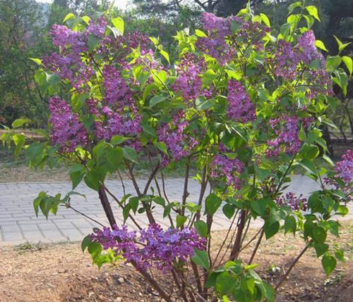 丁香花的种植与养护（让花盆也变成花园的秘密）