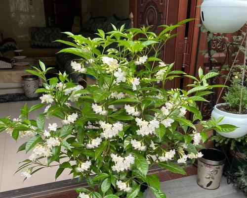 丁香花的种植与养护（让花盆也变成花园的秘密）