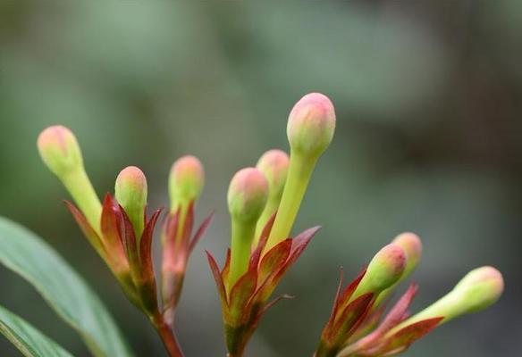 丁香花的生长环境及耐寒能力探究（了解丁香花的冬季生存之道）