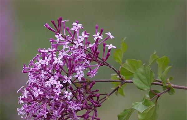 丁香花开的时间及生长习性（揭秘丁香花的成长奥秘）