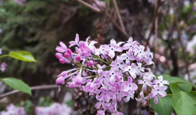 追寻丁香花的开放之美（春夏季节的独特绽放）