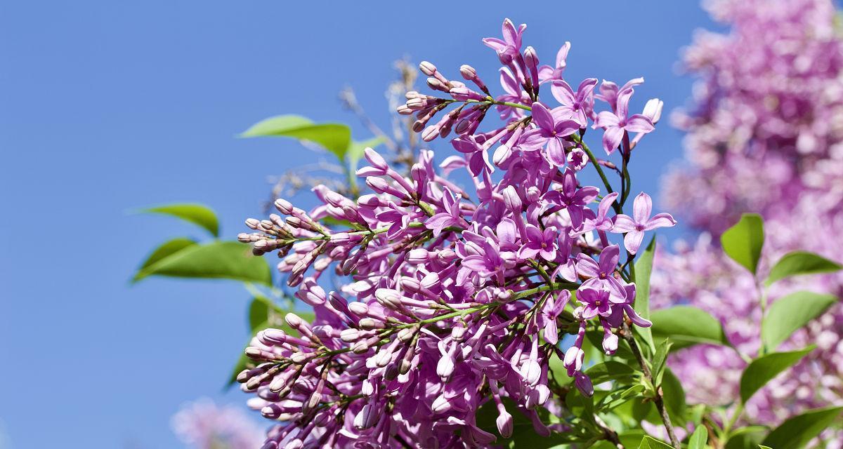 丁香花的开花时间及主要颜色（探秘丁香花的生长规律与开花特点）