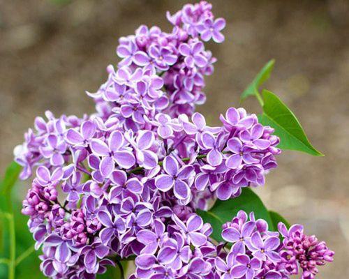 什么时候是适合栽种丁香花的最佳时间（了解丁香花的生长习性）