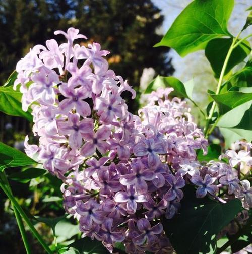 什么时候是适合栽种丁香花的最佳时间（了解丁香花的生长习性）