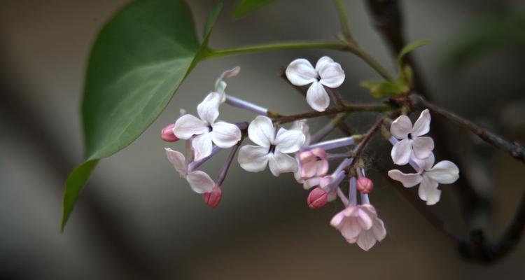 揭秘丁香花——法国国花的故事（了解法国国花丁香花的历史）