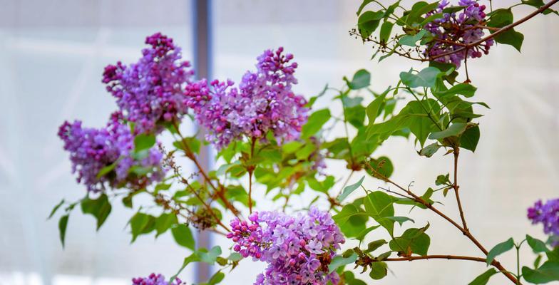 丁香花，青岛市的市花（香气飘溢）