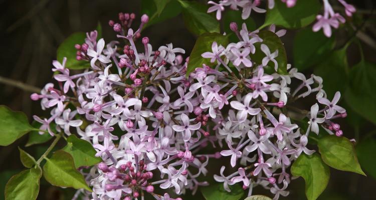 丁香花，青岛市的市花（香气飘溢）