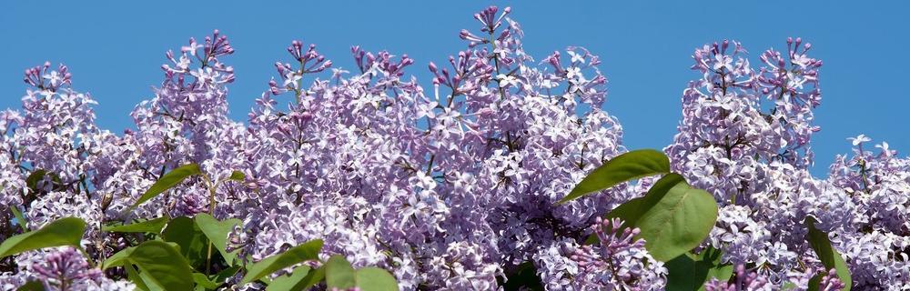 丁香花，青岛市的市花（香气飘溢）