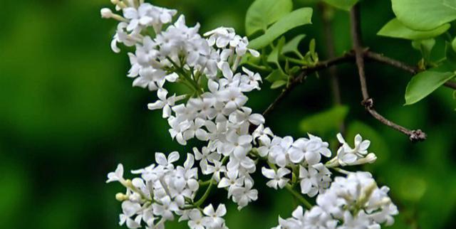 丁香花的品种及特征（探寻丁香花的神奇之美）