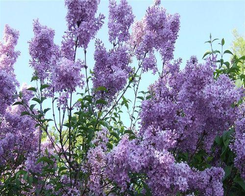 丁香花的品种及特征（探寻丁香花的神奇之美）