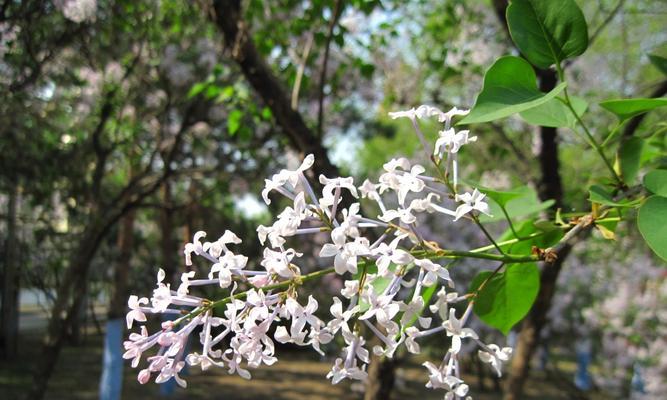 丁香花（探秘丁香花的树花属性及特征）