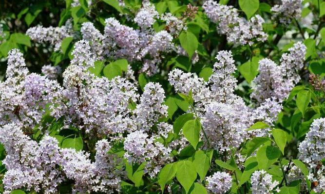 丁香花（探秘丁香花的树花属性及特征）