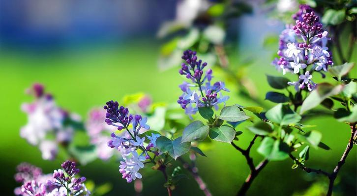 丁香花（探秘丁香花的树花属性及特征）