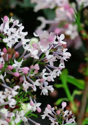 丁香花的种植指南（从场地选择到养护技巧）