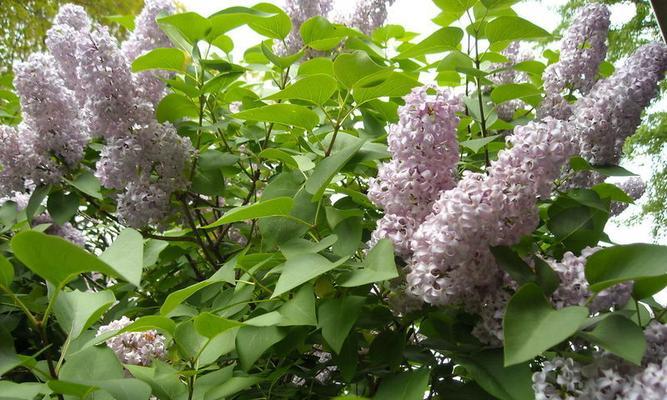 丁香花的种植指南（从场地选择到养护技巧）