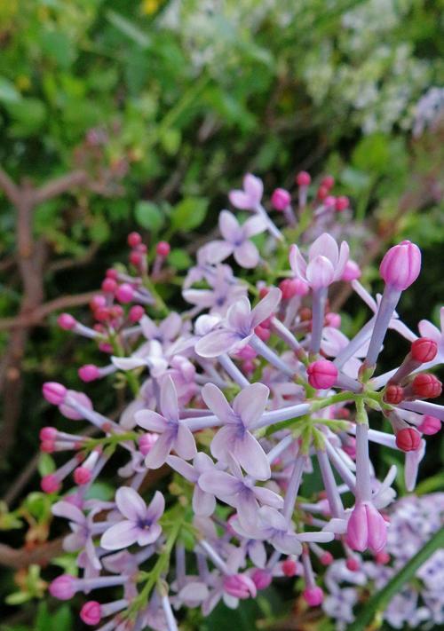 室内养护丁香花的方法（打造清新芬芳的室内生态环境）