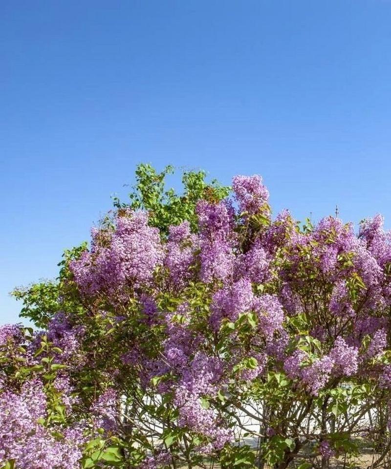 丁香花——四季常青的美丽使者（探秘丁香花四季开花的神奇之处）